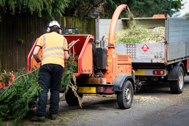 The Steps Involved in Our Tree Care Process in Marbury, AL